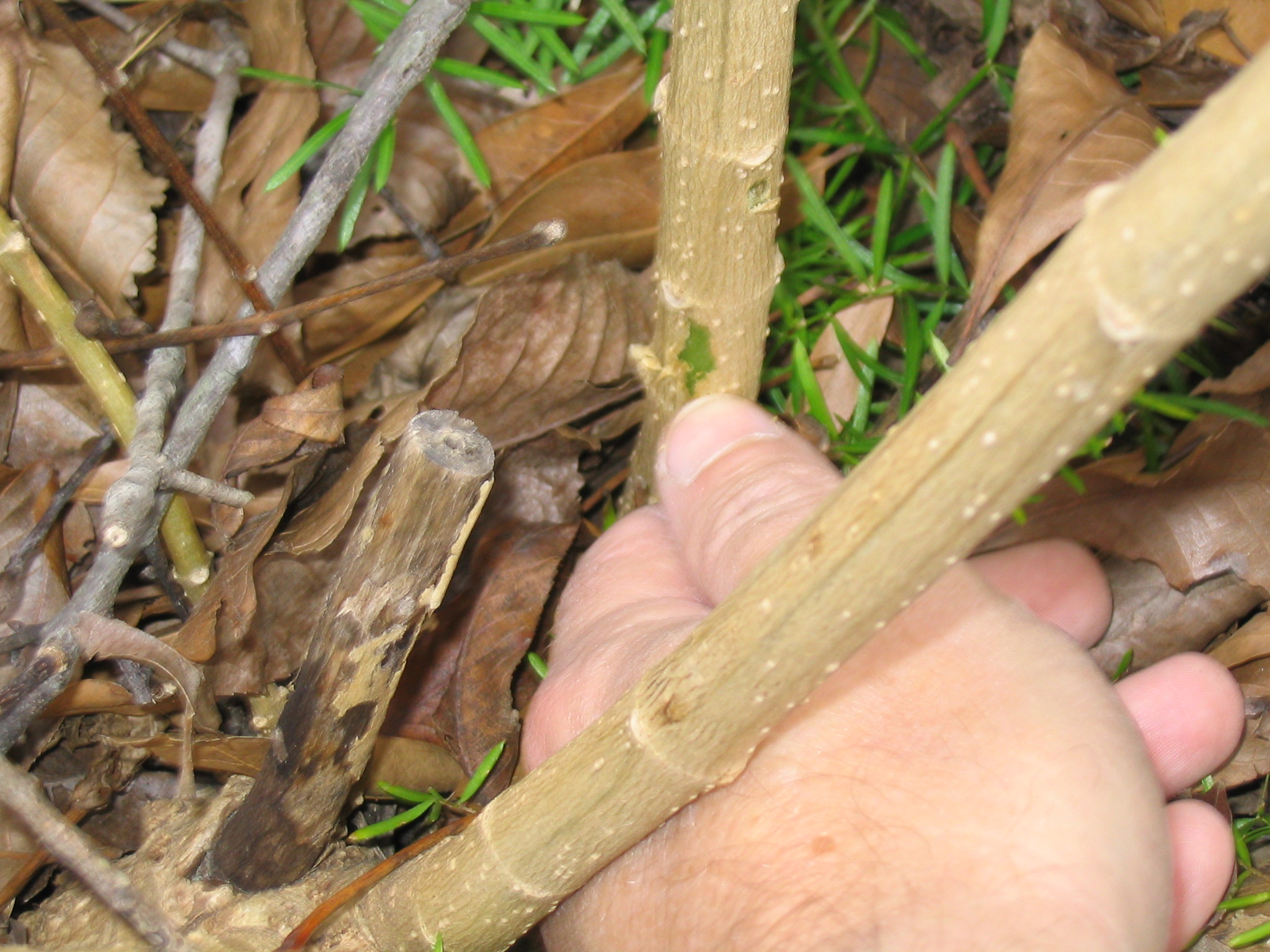 Care for tropicals in the landscape 